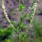 Melilotus Alba Druetto Semillas - El Galpón