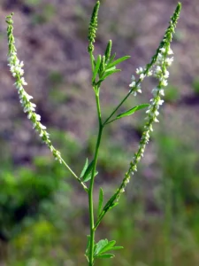 Melilotus Alba Druetto Semillas - El Galpón