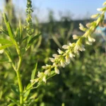 Melilotus Alba Druetto Semillas - El Galpón