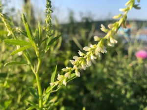 Melilotus Alba Druetto Semillas - El Galpón