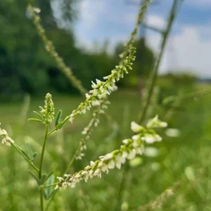 Melilotus Alba Druetto Semillas - El Galpón