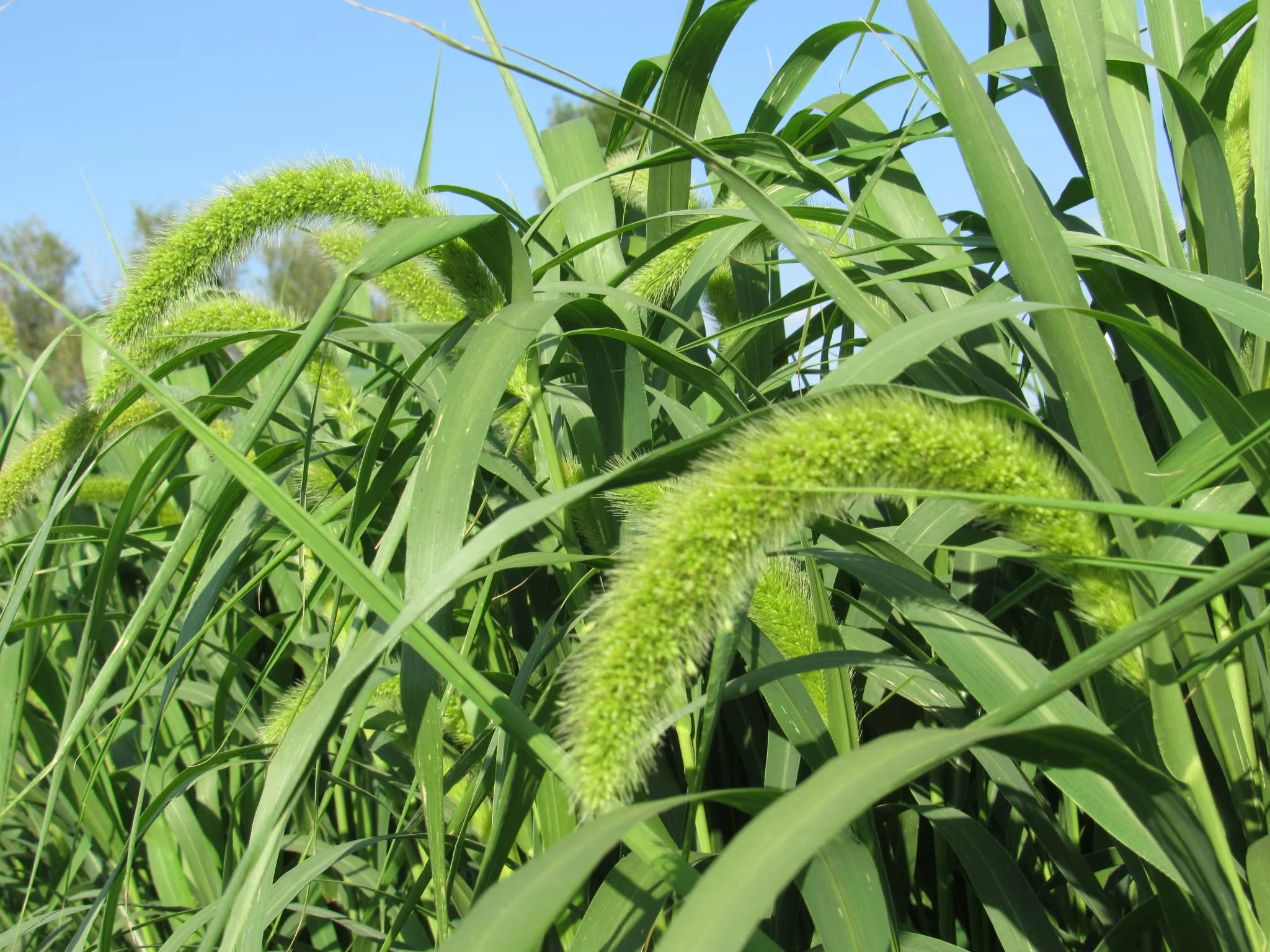 Moha Druetto Semillas - El Galpón