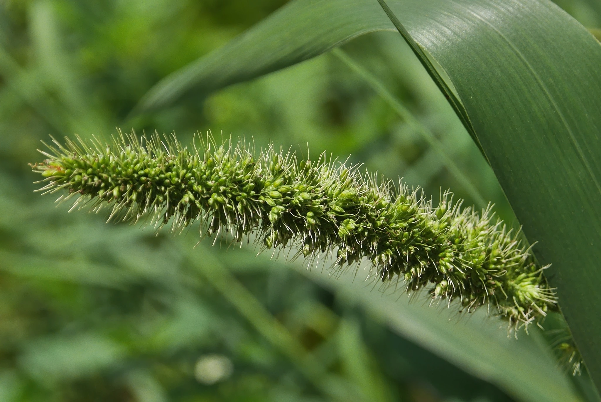 Moha Druetto Semillas - El Galpón