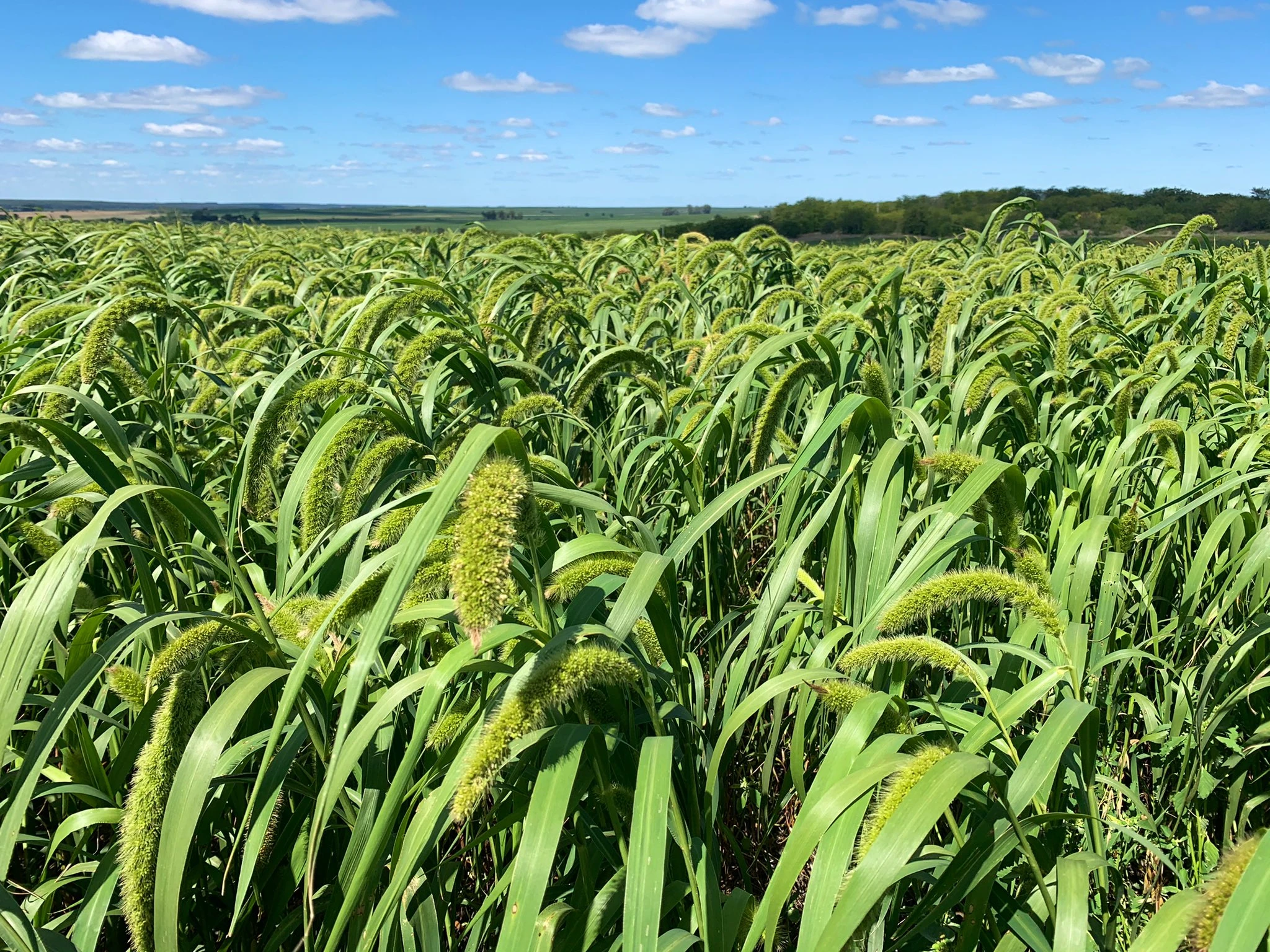 Moha Druetto Semillas - El Galpón