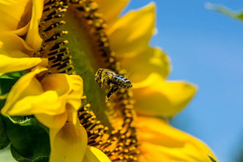 Abejas y Girasol - El Galpón