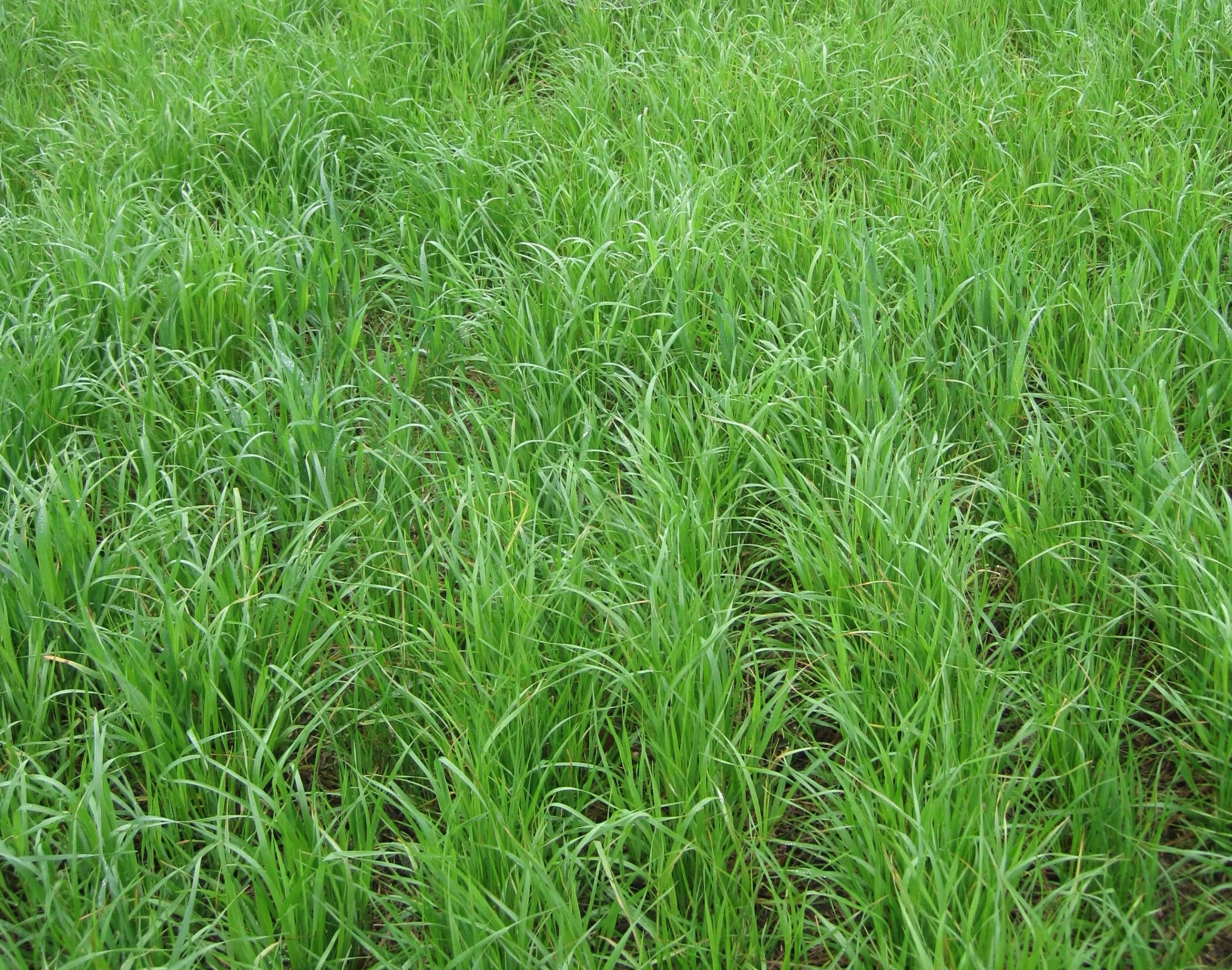 Rye Grass Druetto Semillas - El Galpón