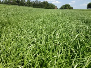 Rye Grass Druetto Semillas - El Galpón