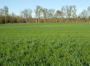 Rye Grass Druetto Semillas - El Galpón