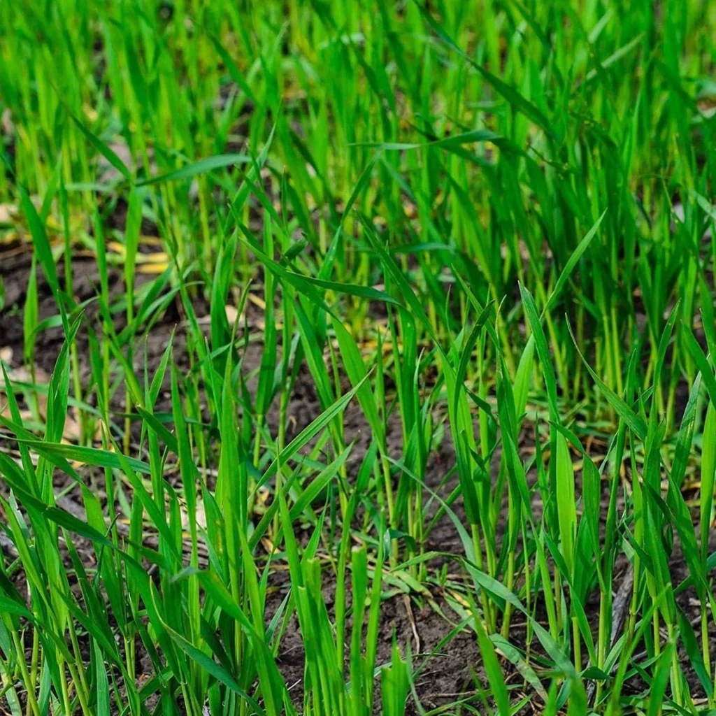 Rye Grass Druetto Semillas - El Galpón