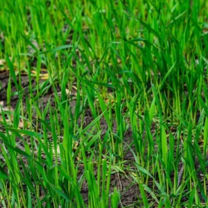 Rye Grass Druetto Semillas - El Galpón