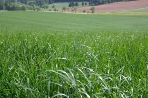 Rye Grass Druetto Semillas - El Galpón