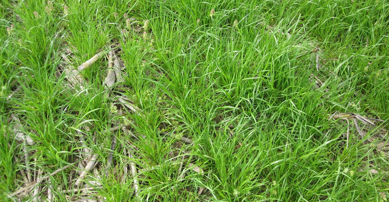 Rye Grass Druetto Semillas - El Galpón