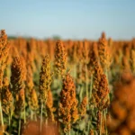 Sorgo - Druetto Semillas - El Galpón