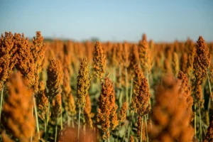 Sorgo - Druetto Semillas - El Galpón