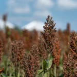 Sorgo - Druetto Semillas - El Galpón