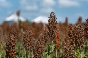 Sorgo - Druetto Semillas - El Galpón