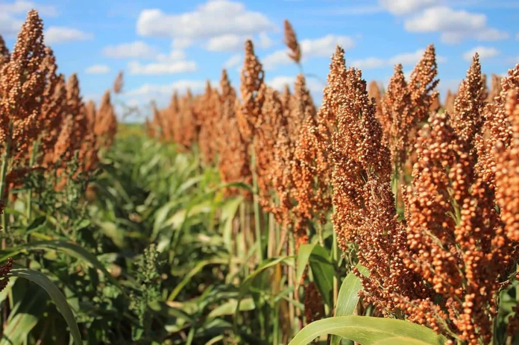 Sorgo - Druetto Semillas - El Galpón