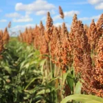 Sorgo - Druetto Semillas - El Galpón