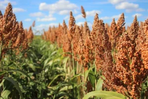 Sorgo - Druetto Semillas - El Galpón