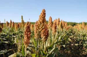 Sorgo - Druetto Semillas - El Galpón