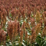 Sorgo - Druetto Semillas - El Galpón