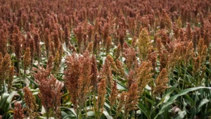 Sorgo - Druetto Semillas - El Galpón