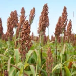 Sorgo - Druetto Semillas - El Galpón