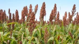 Sorgo - Druetto Semillas - El Galpón