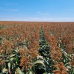 Sorgo - Druetto Semillas - El Galpón