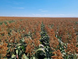 Sorgo - Druetto Semillas - El Galpón