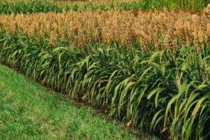 Sorgo - Druetto Semillas - El Galpón