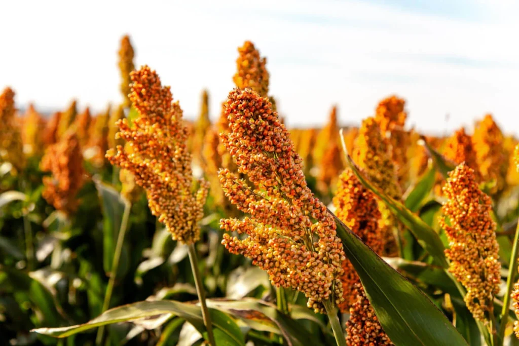 Sorgo - Druetto Semillas - El Galpón