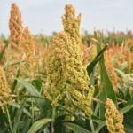 Sorgo - Druetto Semillas - El Galpón