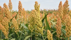 Sorgo - Druetto Semillas - El Galpón