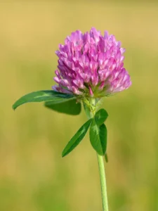 Semilla Trebol Rojo Druetto - El Galpón